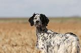 SETTER ANGLAIS 151
